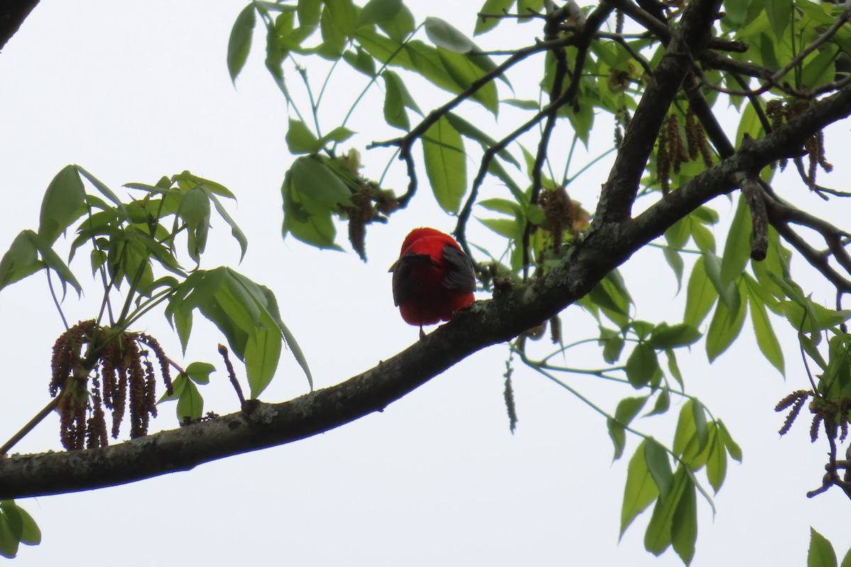 Scarlet Tanager - ML617632593