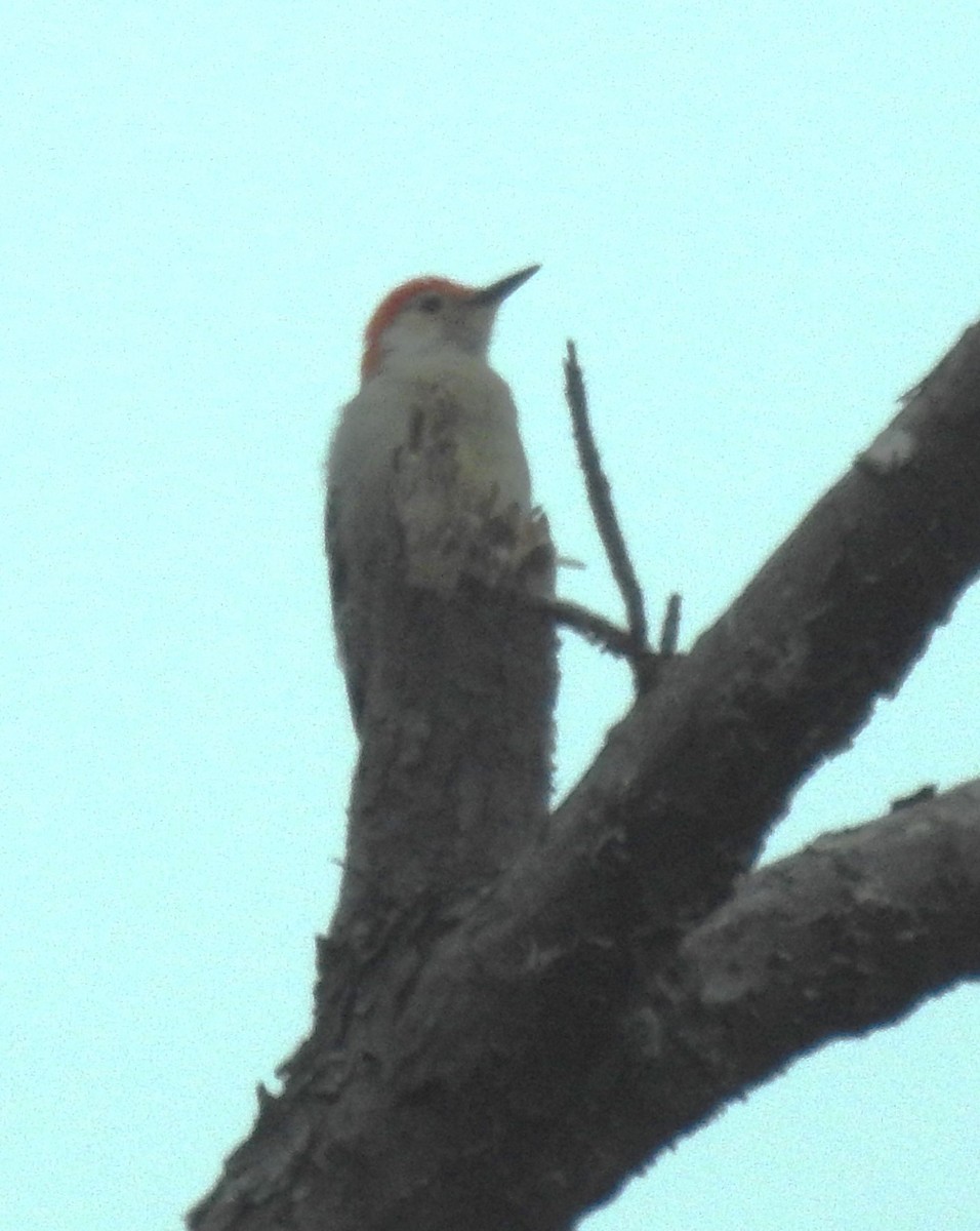 Red-bellied Woodpecker - ML617632607