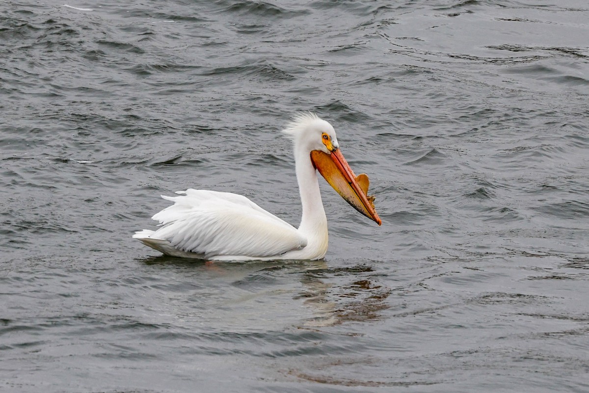 American White Pelican - Boni Edwards