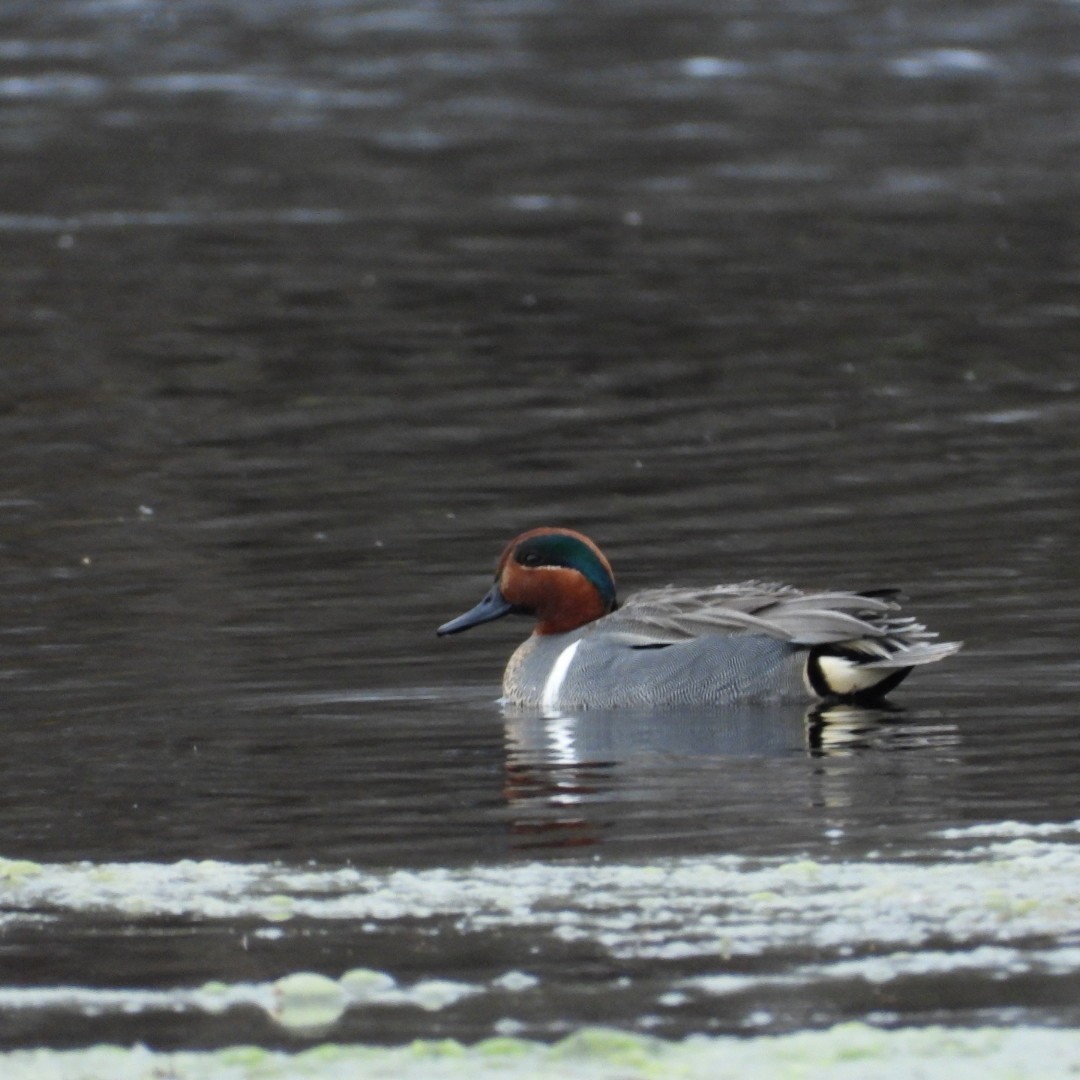 Green-winged Teal - ML617632696