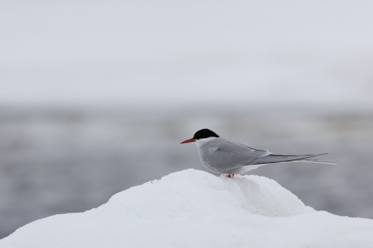 Arctic Tern - ML617632760