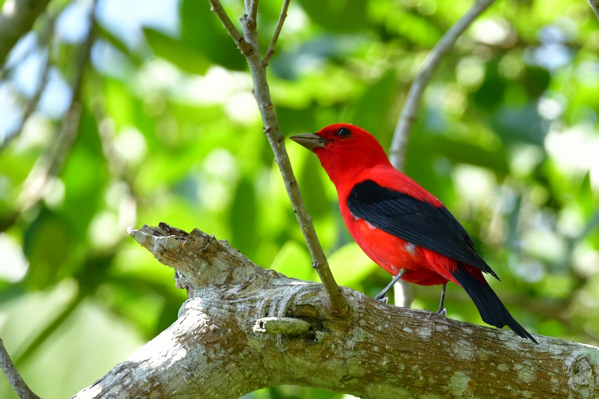Scarlet Tanager - ML617632791