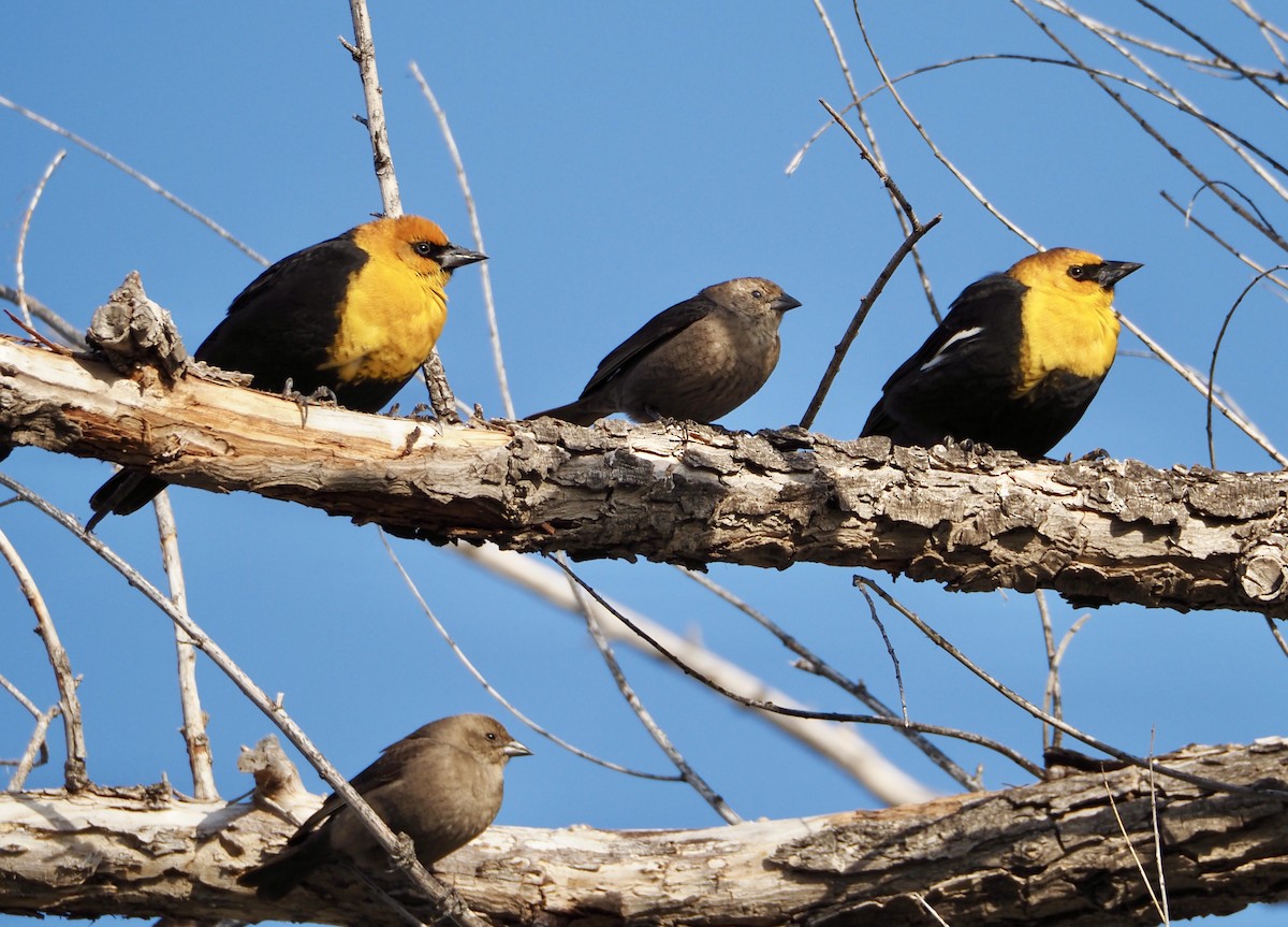 Yellow-headed Blackbird - ML617632881