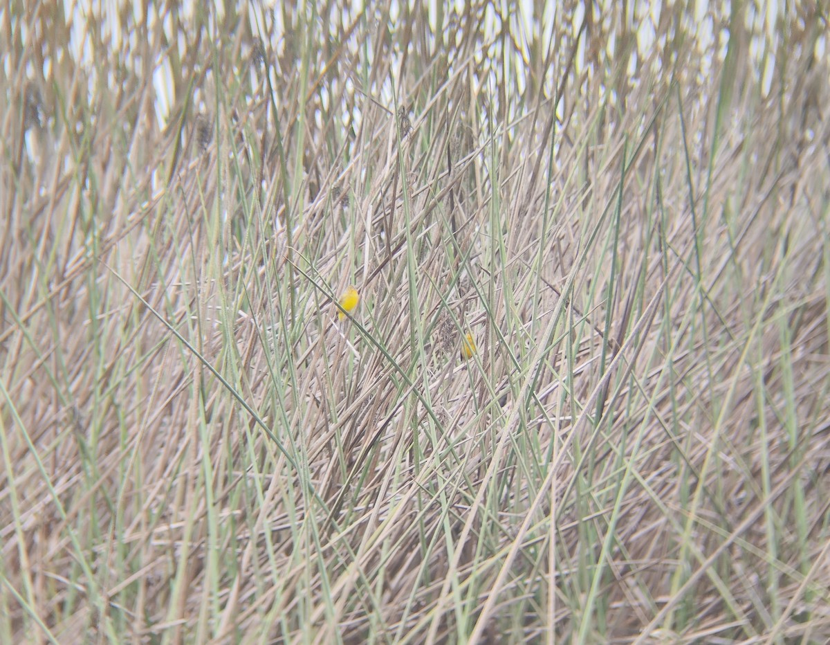 Grassland Yellow-Finch - ML617632911