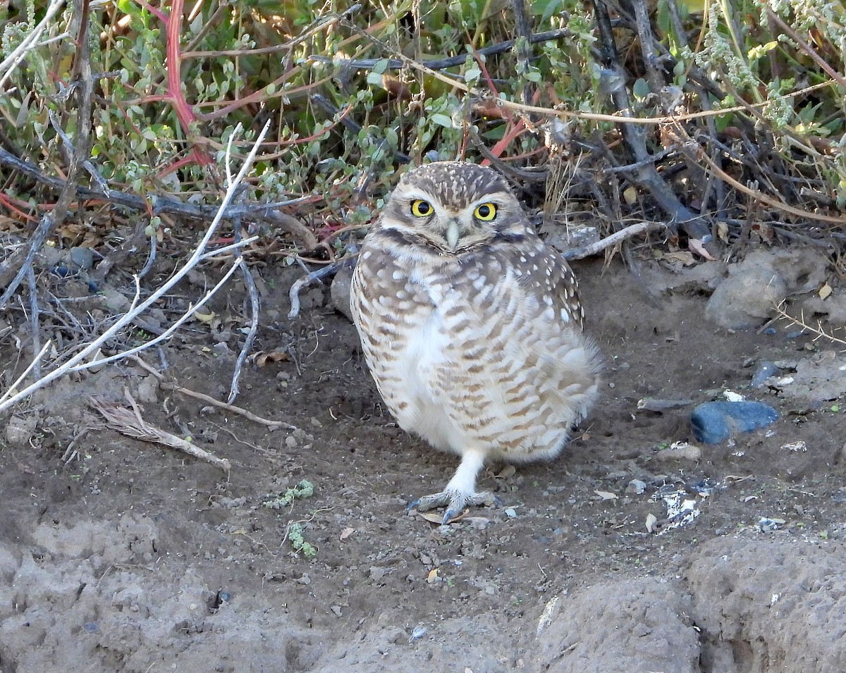 Burrowing Owl - ML617632954