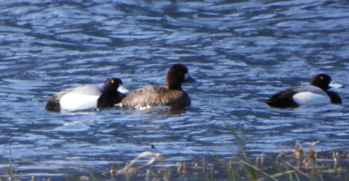 Greater Scaup - ML617632997