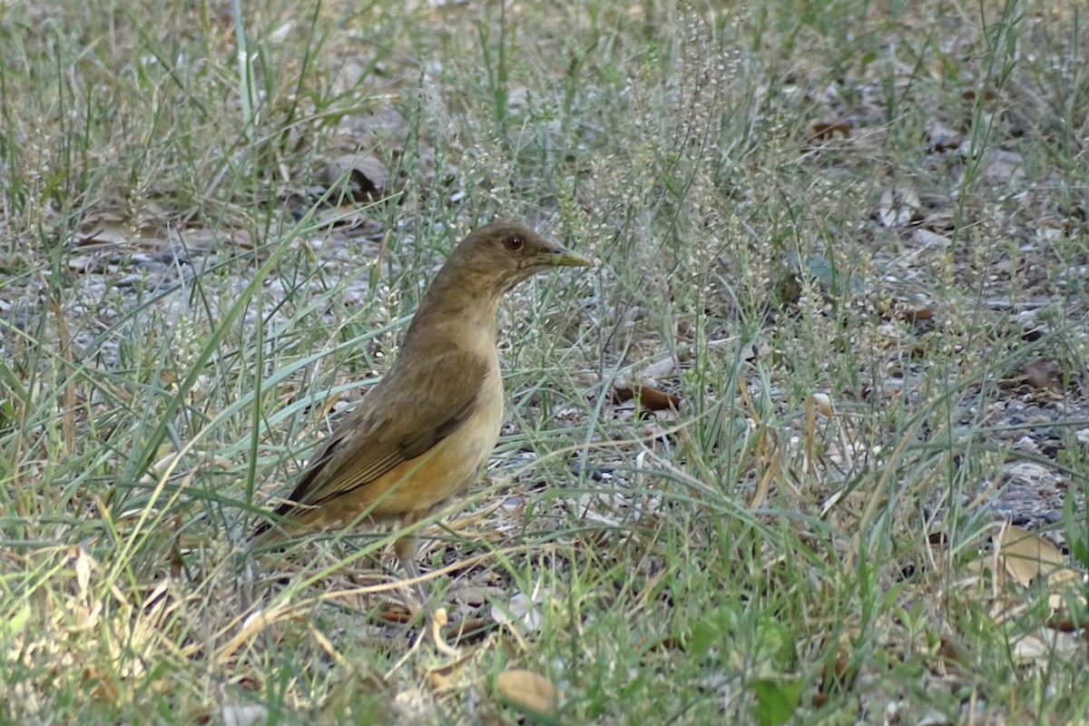 Clay-colored Thrush - Nathan Miller