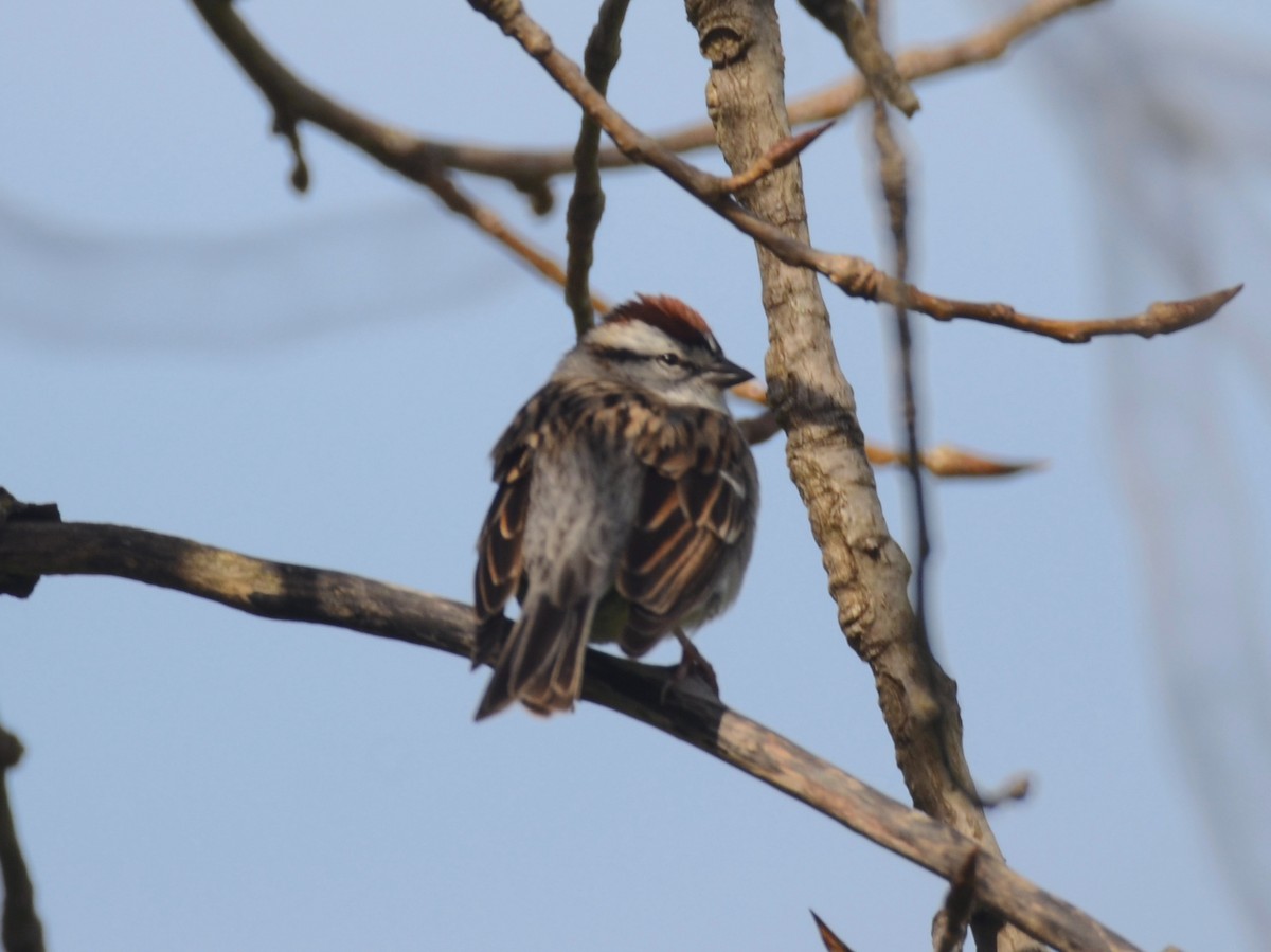 Chipping Sparrow - ML617633148