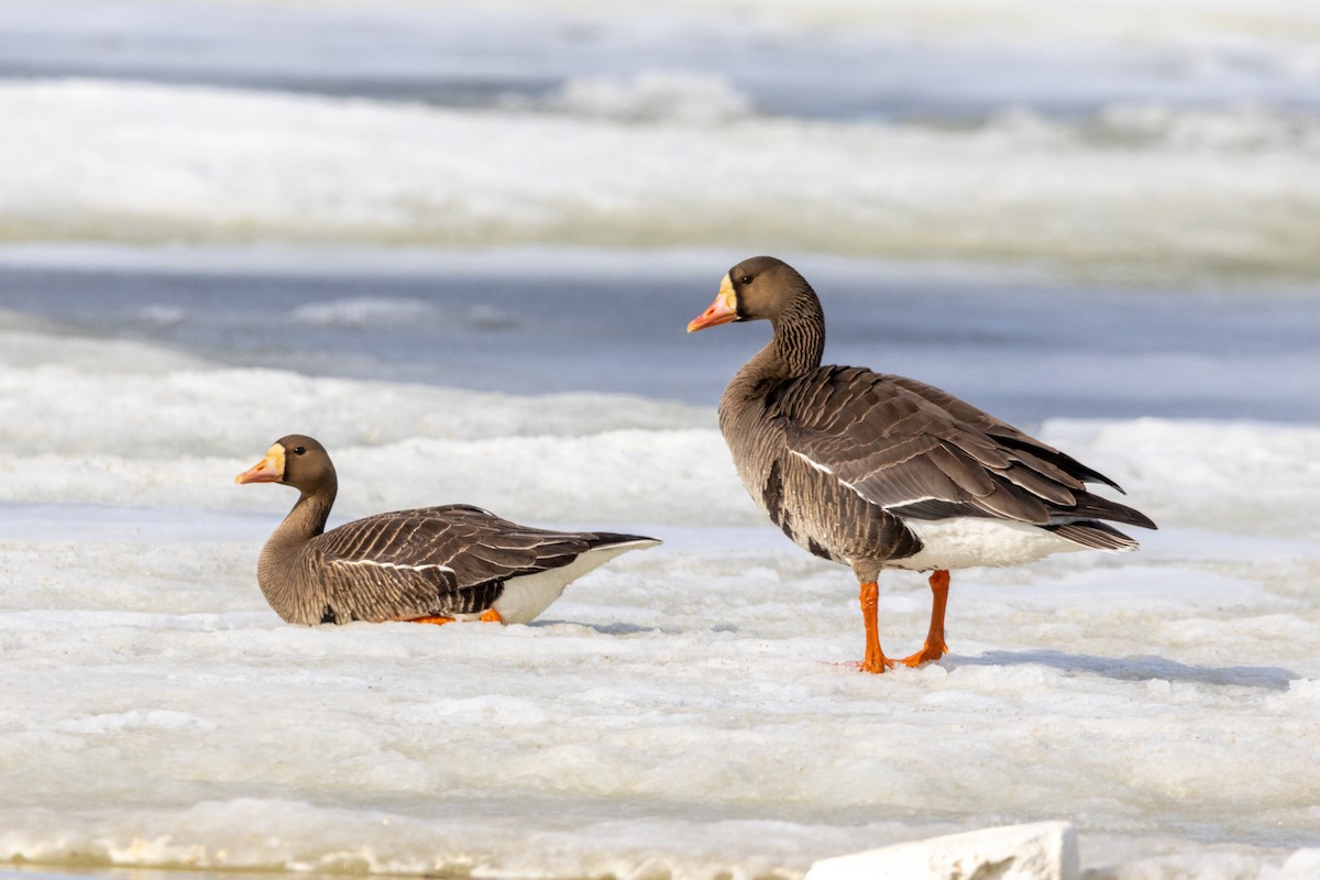 Greater White-fronted Goose - ML617633186