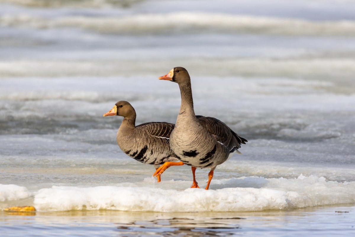 Greater White-fronted Goose - ML617633188