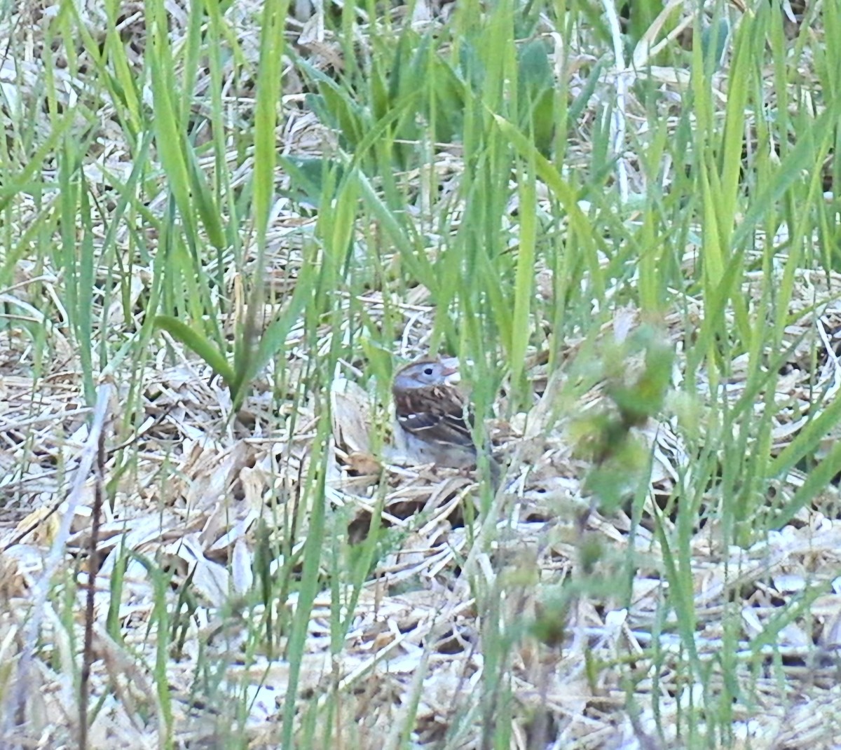 Field Sparrow - ML617633211
