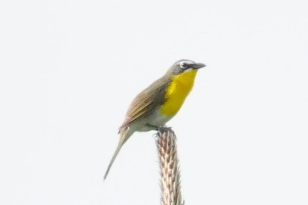 Yellow-breasted Chat - ML617633224