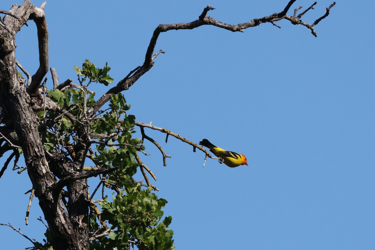Western Tanager - ML617633252