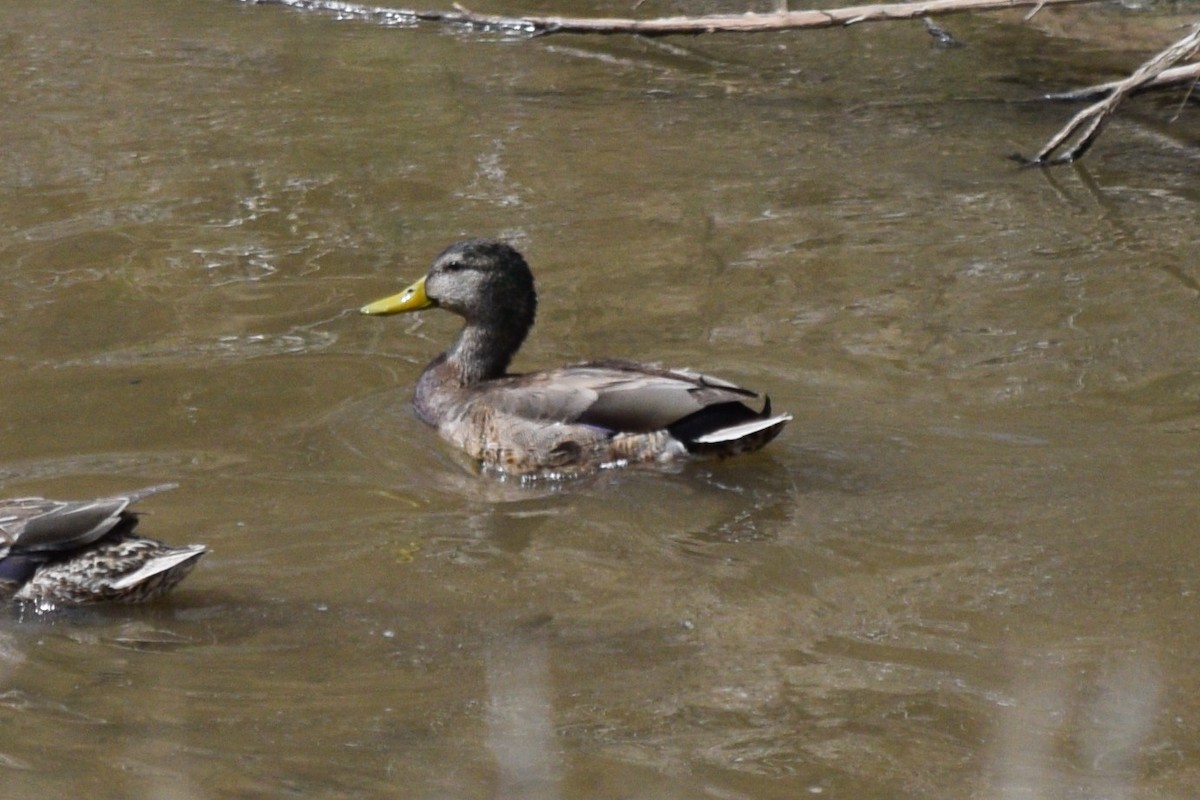 Mallard x Mexican Duck (hybrid) - ML617633402