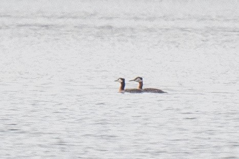 Red-necked Grebe - ML617633421