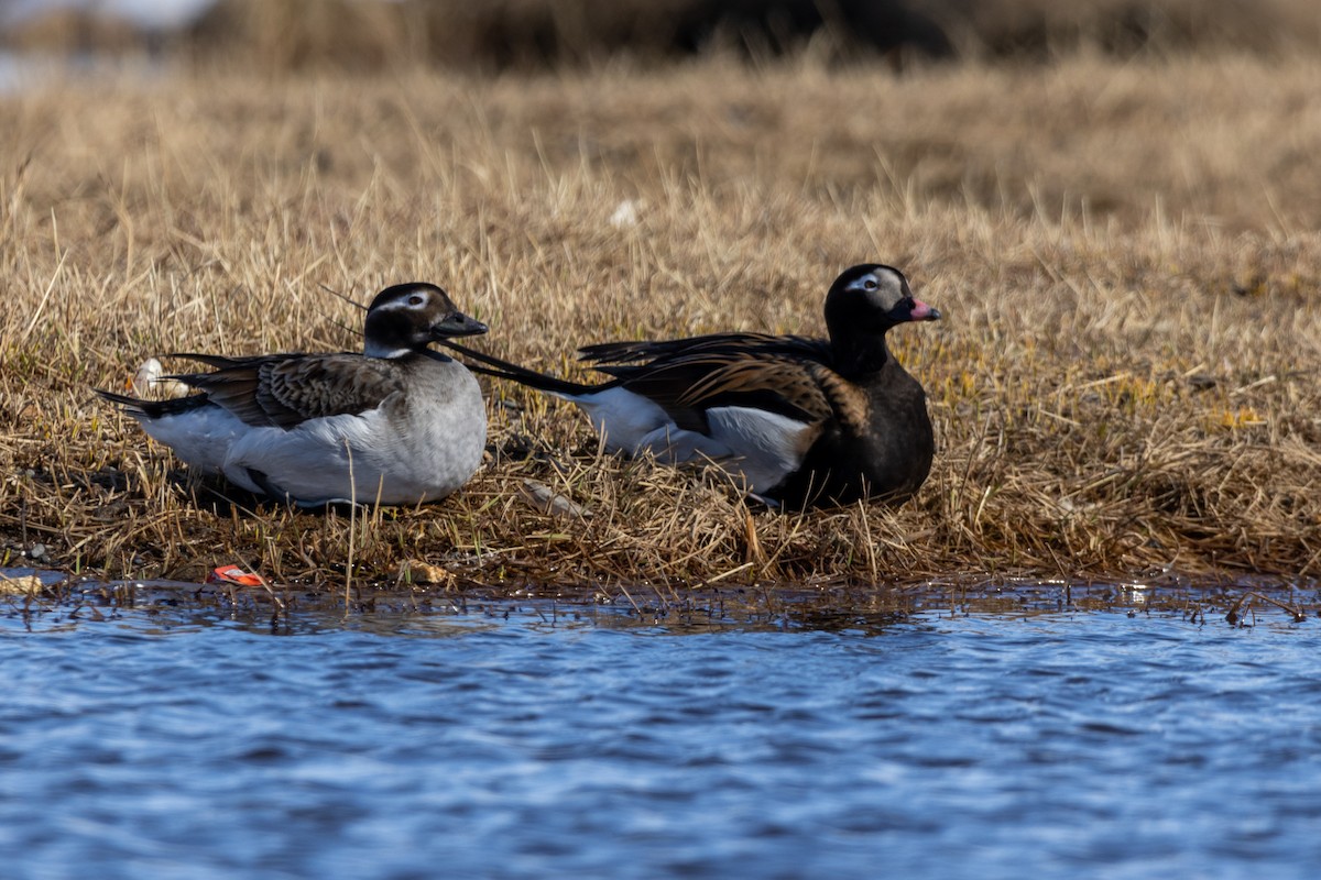 Long-tailed Duck - ML617633490