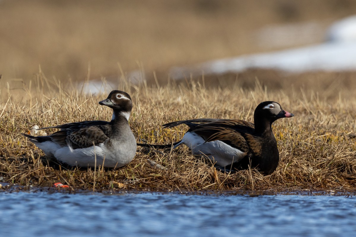 Long-tailed Duck - ML617633491
