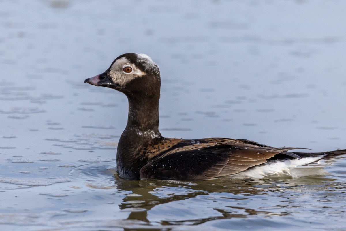 Long-tailed Duck - Sam Denenberg