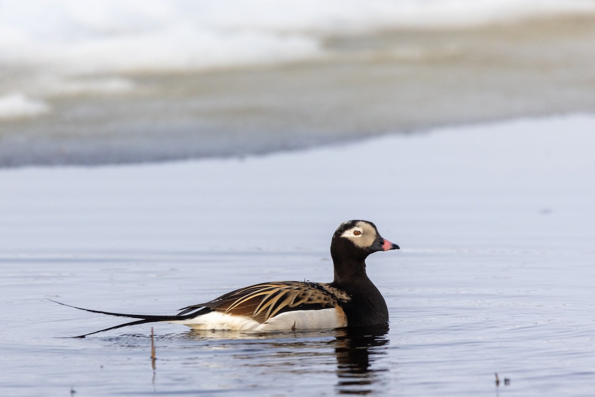 Long-tailed Duck - ML617633493