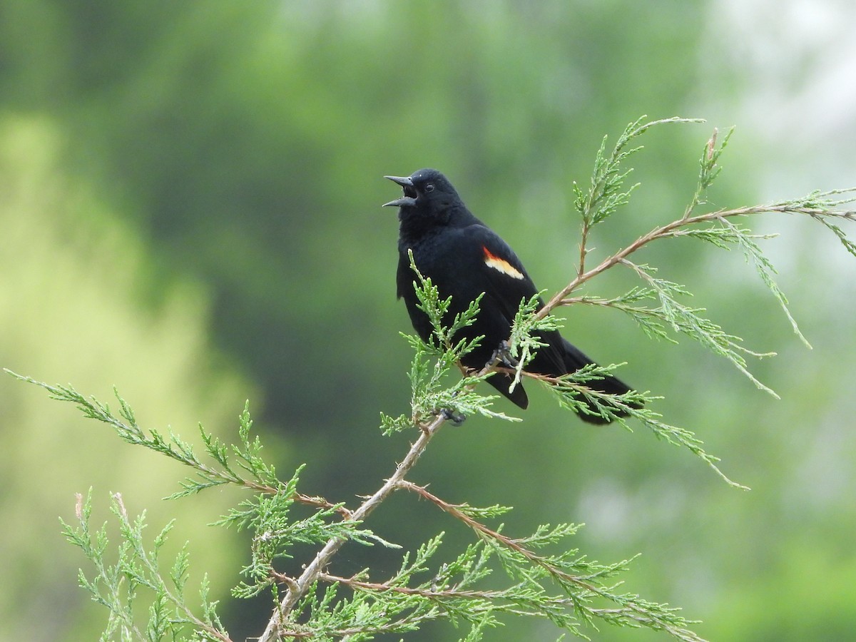 Red-winged Blackbird - ML617633496