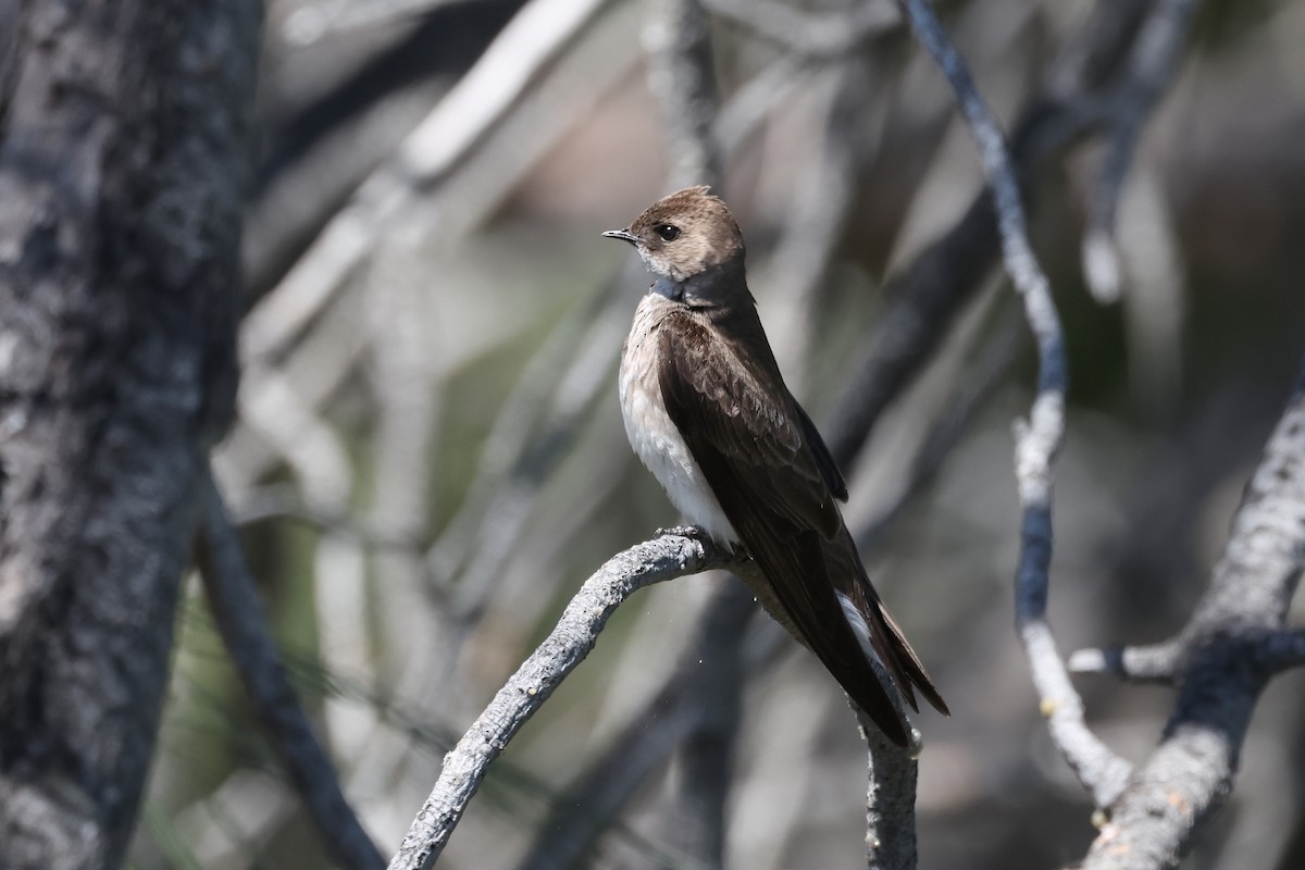 Northern Rough-winged Swallow - ML617633505