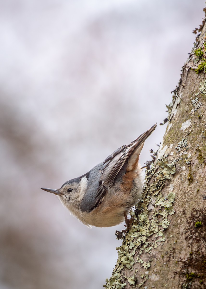White-breasted Nuthatch - ML617633512