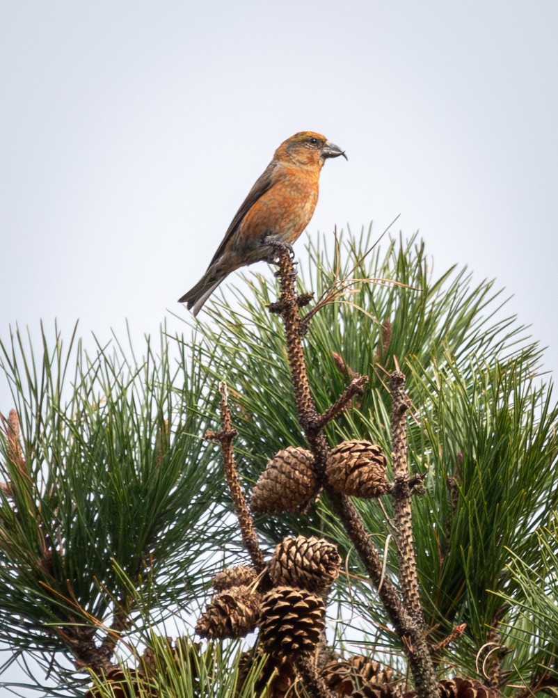 Red Crossbill (Northeastern or type 12) - ML617633527