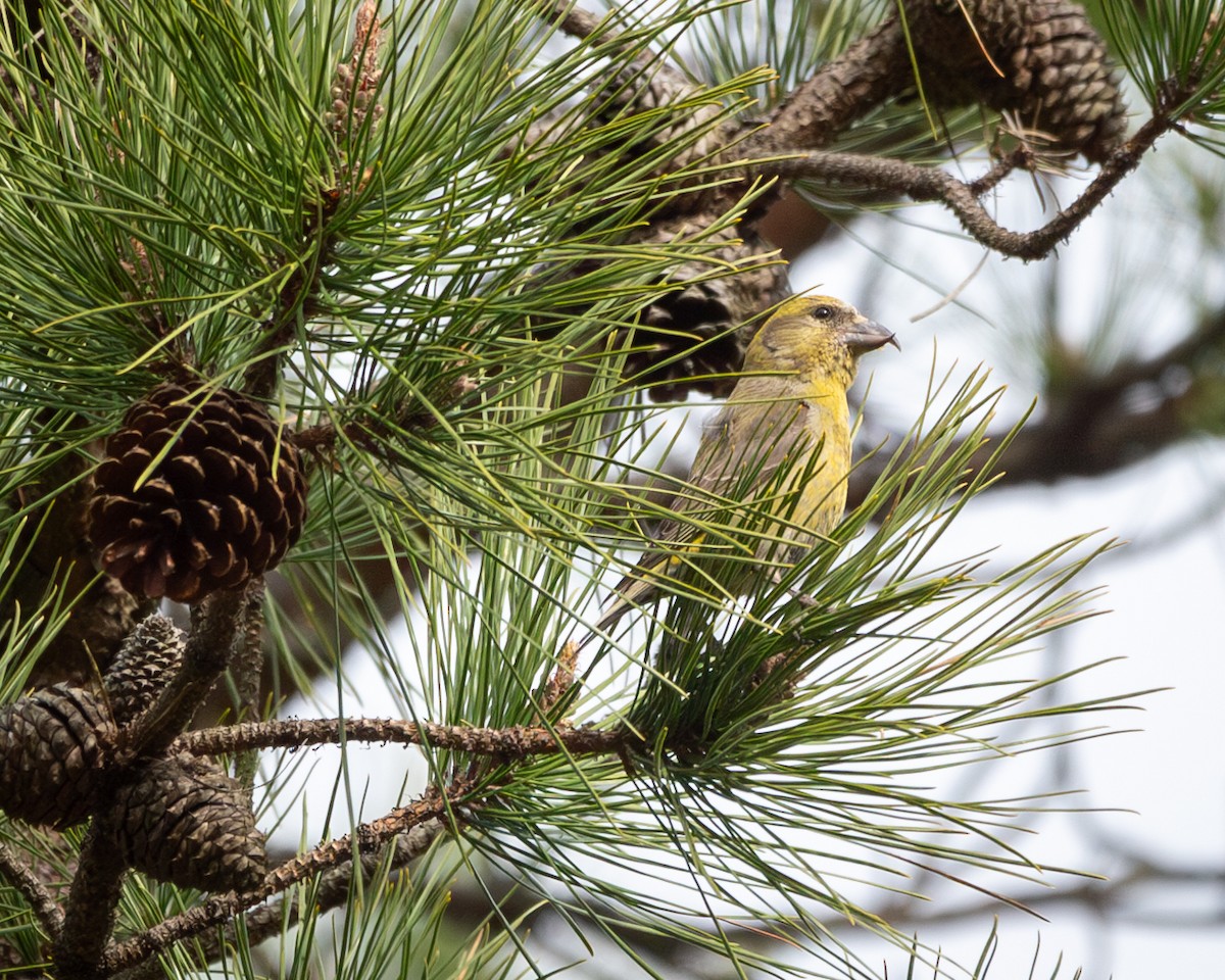 Red Crossbill (Northeastern or type 12) - ML617633528