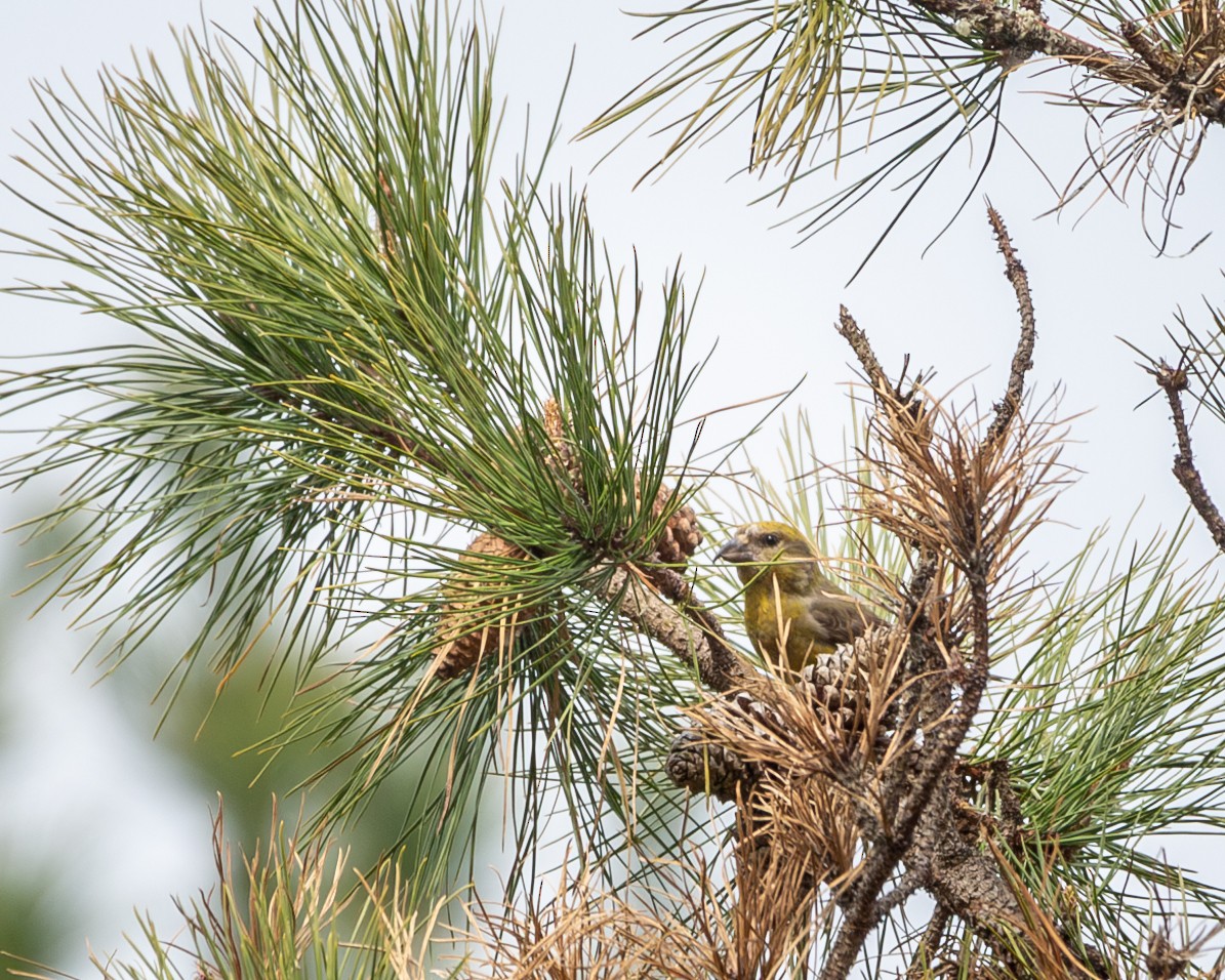 Red Crossbill (Northeastern or type 12) - ML617633529