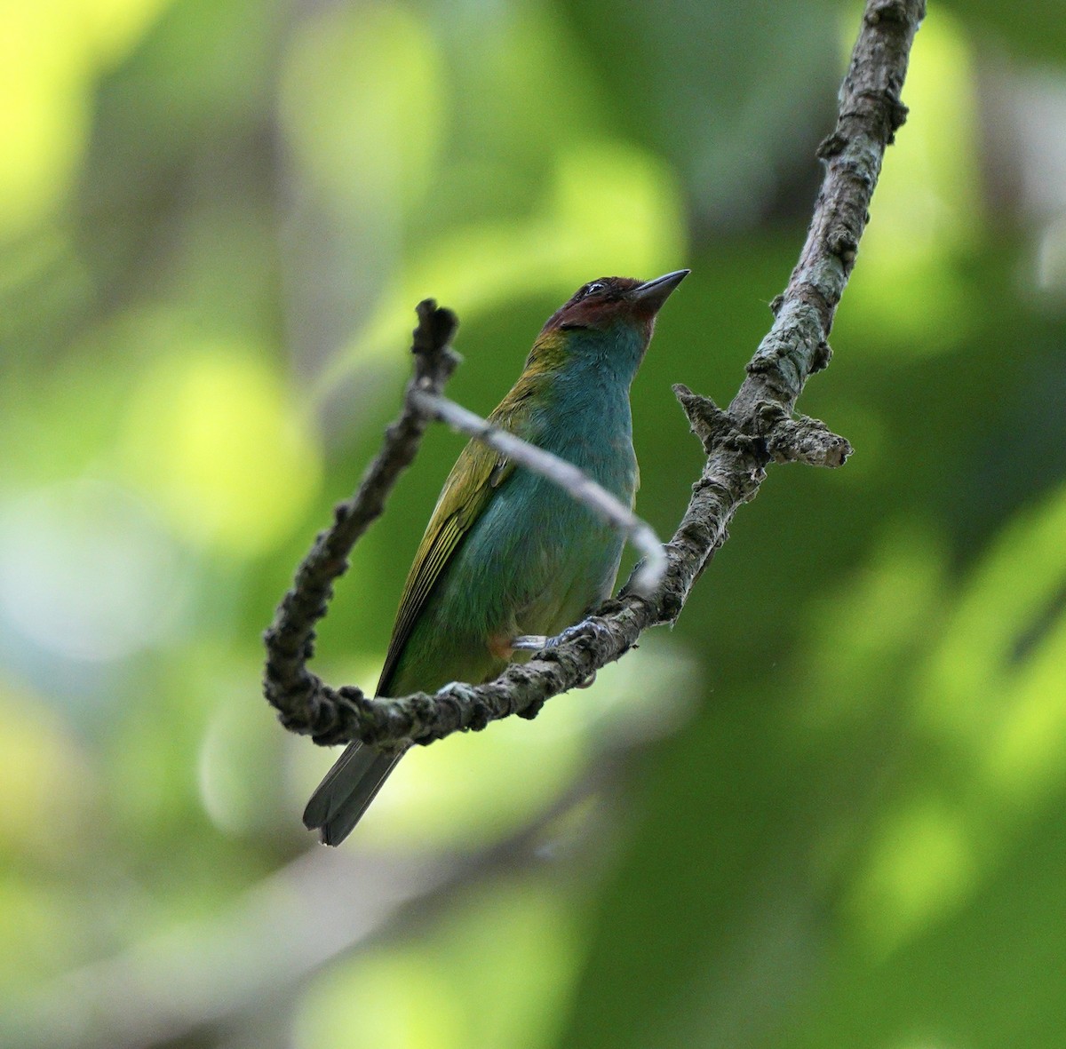 Bay-headed Tanager - ML617633532