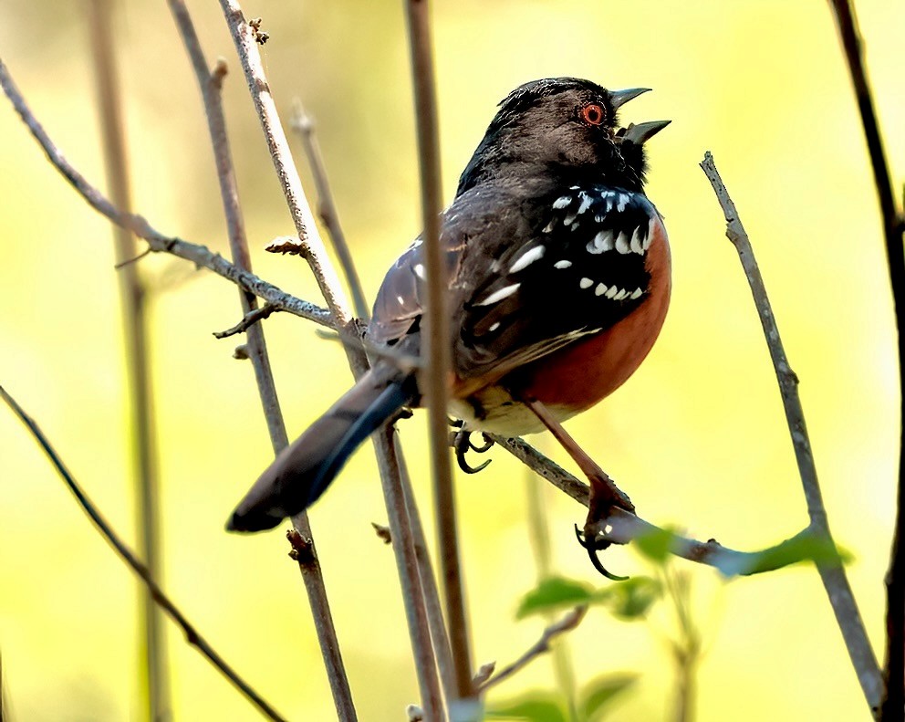 Spotted Towhee - ML617633538