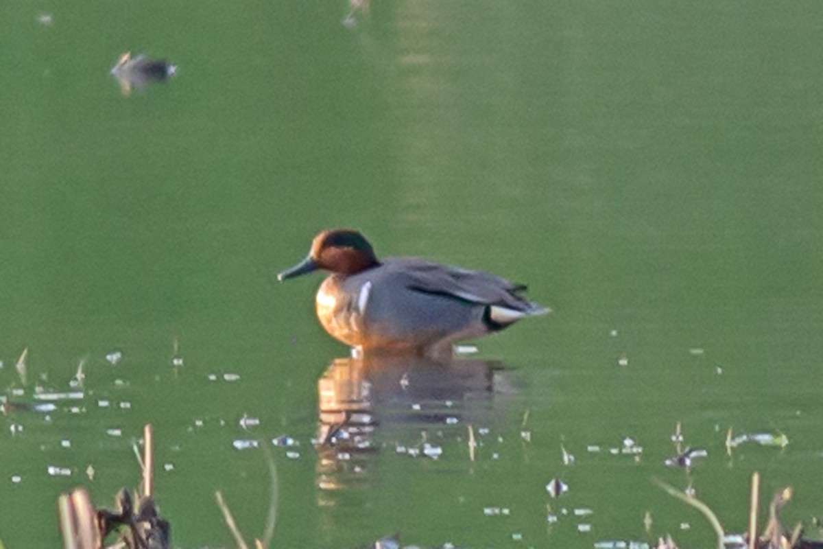 Green-winged Teal - ML617633541