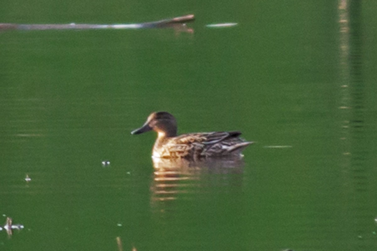 Green-winged Teal - ML617633548