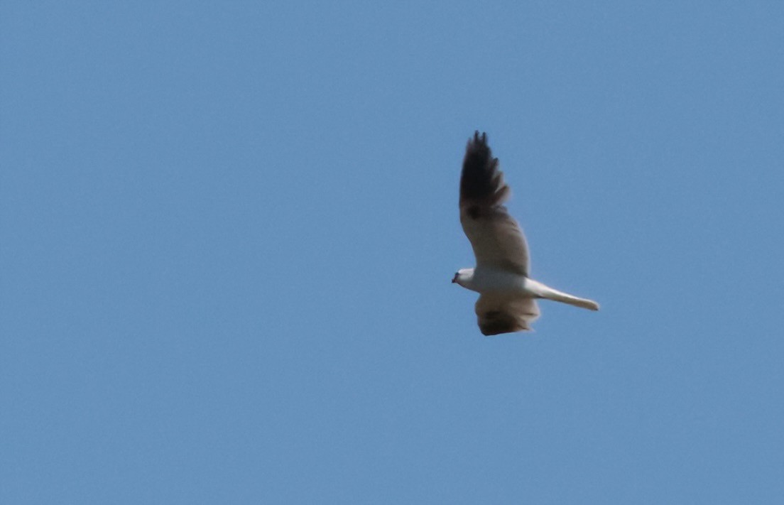 White-tailed Kite - ML617633549