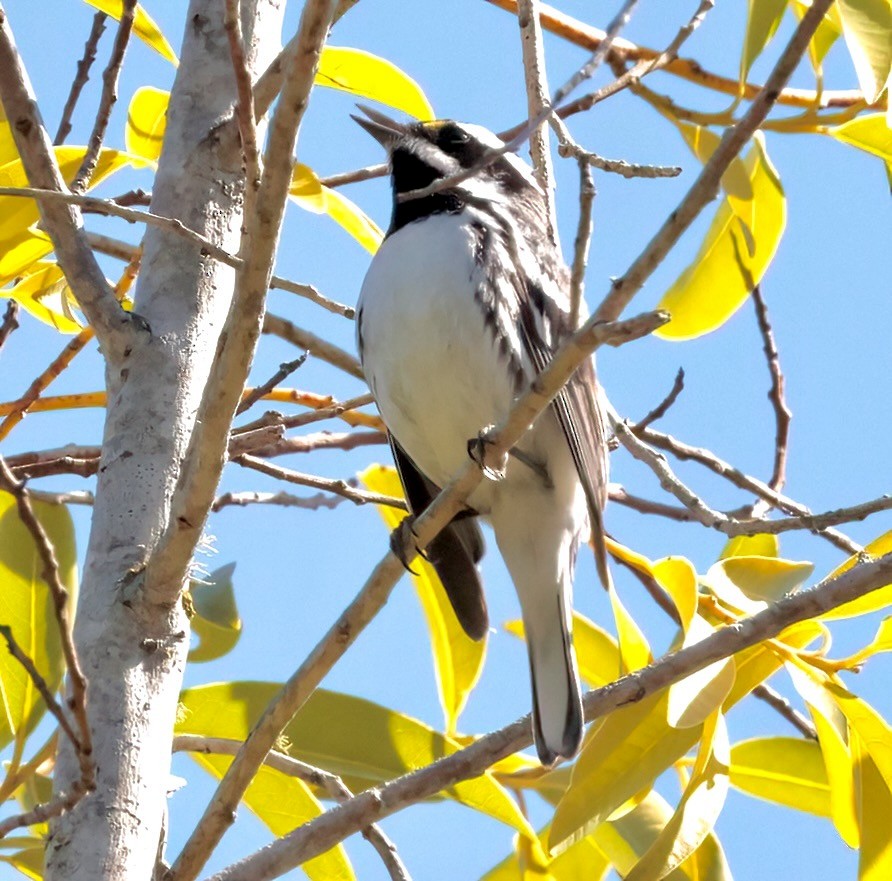 Black-throated Gray Warbler - Greg Plowman