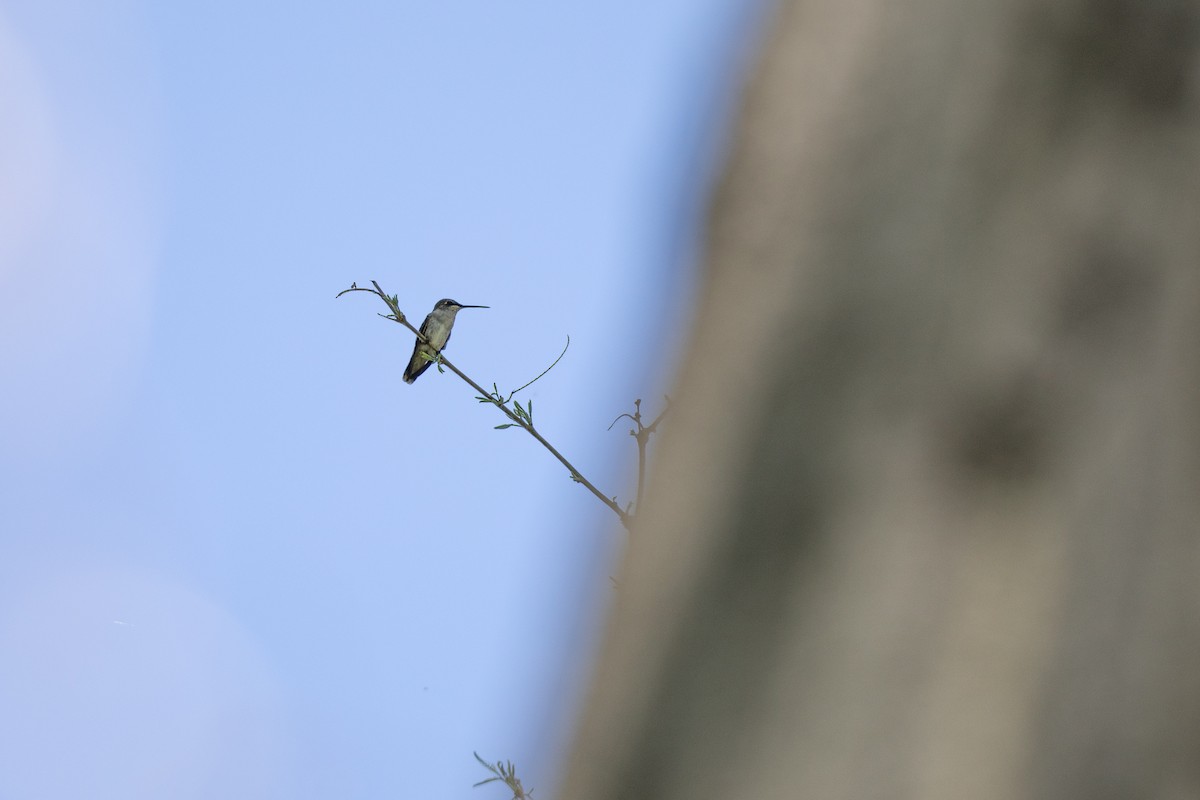Black-chinned Hummingbird - Michael Sadat