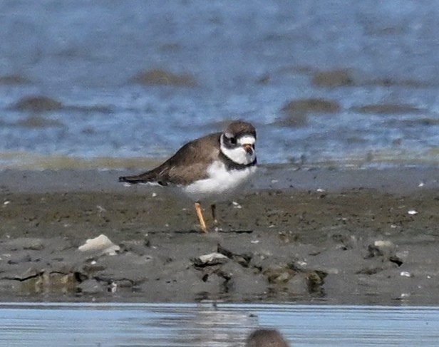 Semipalmated Plover - ML617633668