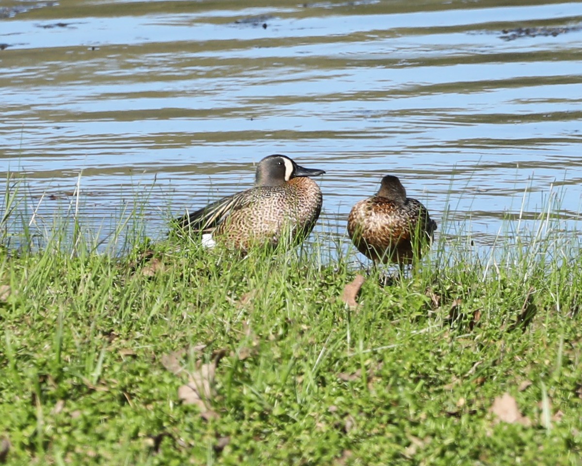 Blue-winged Teal - ML617633672