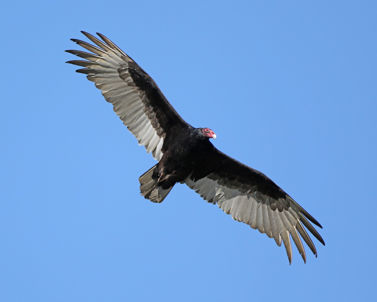 Turkey Vulture - Susan Burkhart