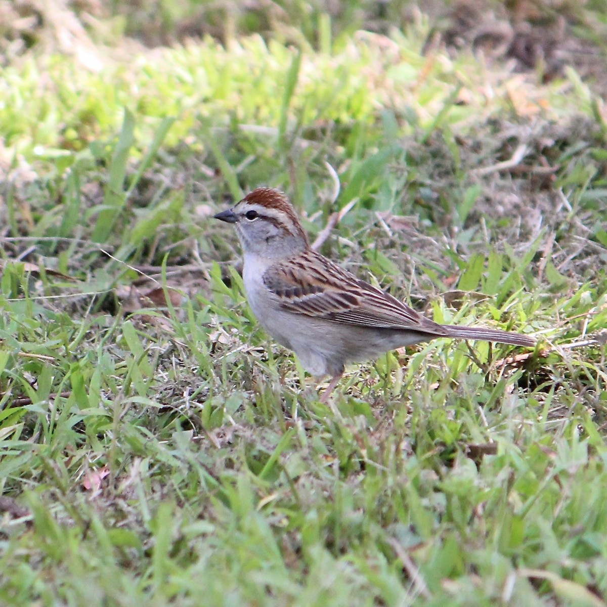 Chipping Sparrow - ML617633721