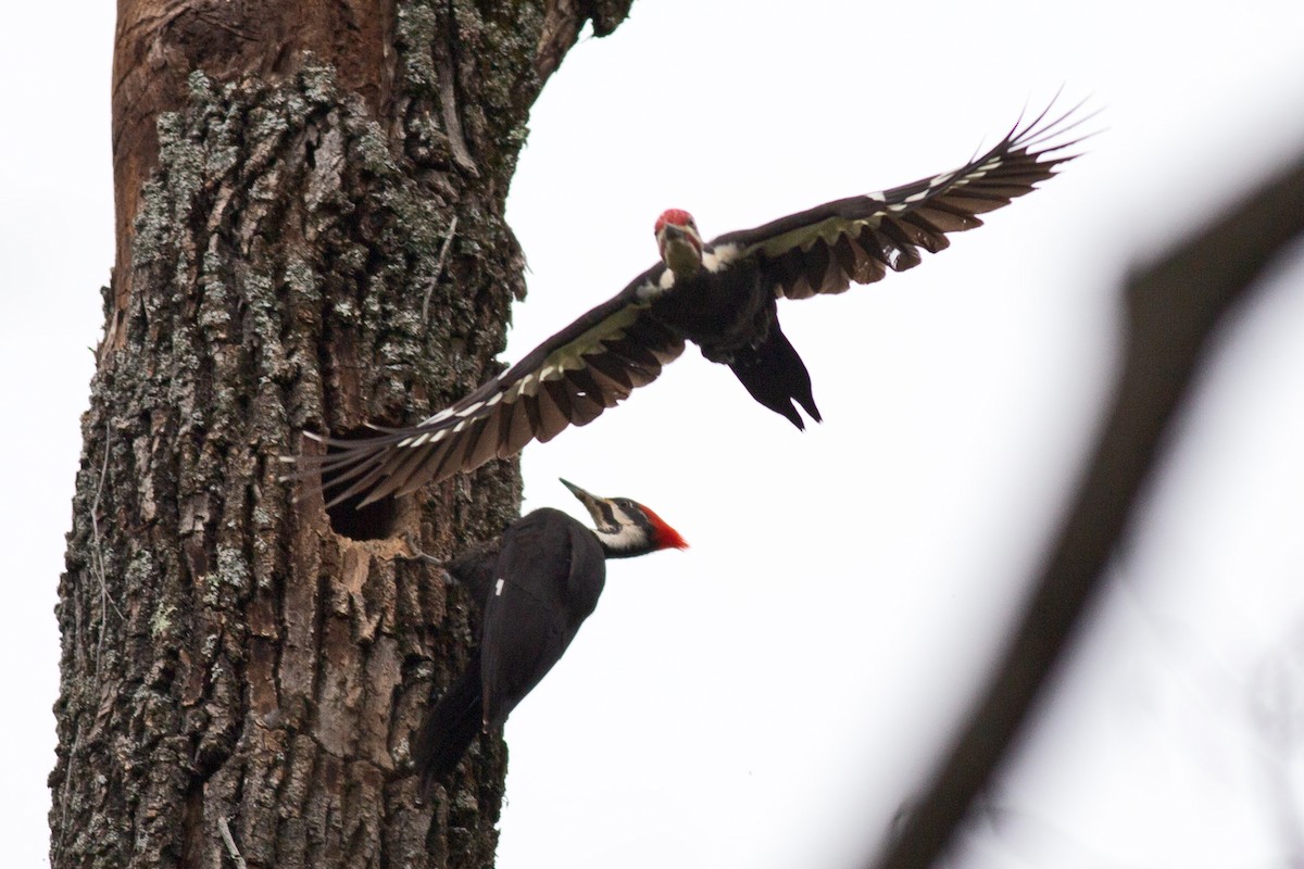 Pileated Woodpecker - ML617633762