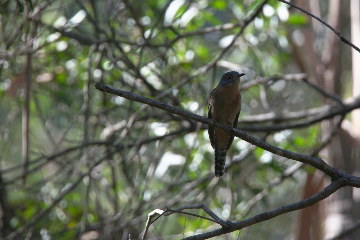 Fan-tailed Cuckoo - Cooper Tamayo