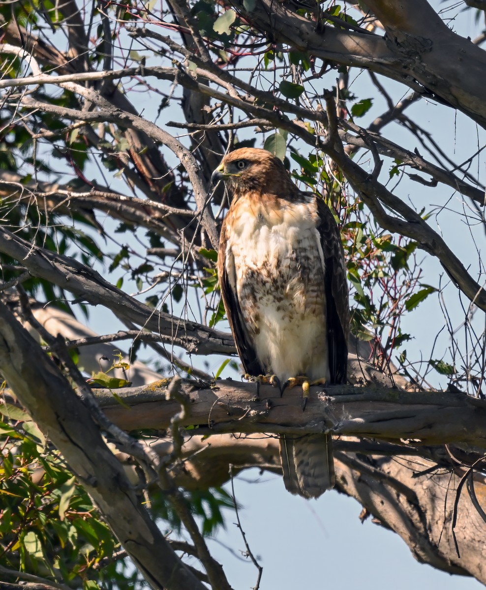 Red-tailed Hawk - ML617633765
