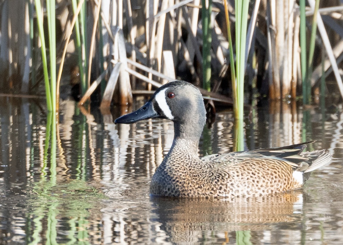 Blue-winged Teal - ML617633784