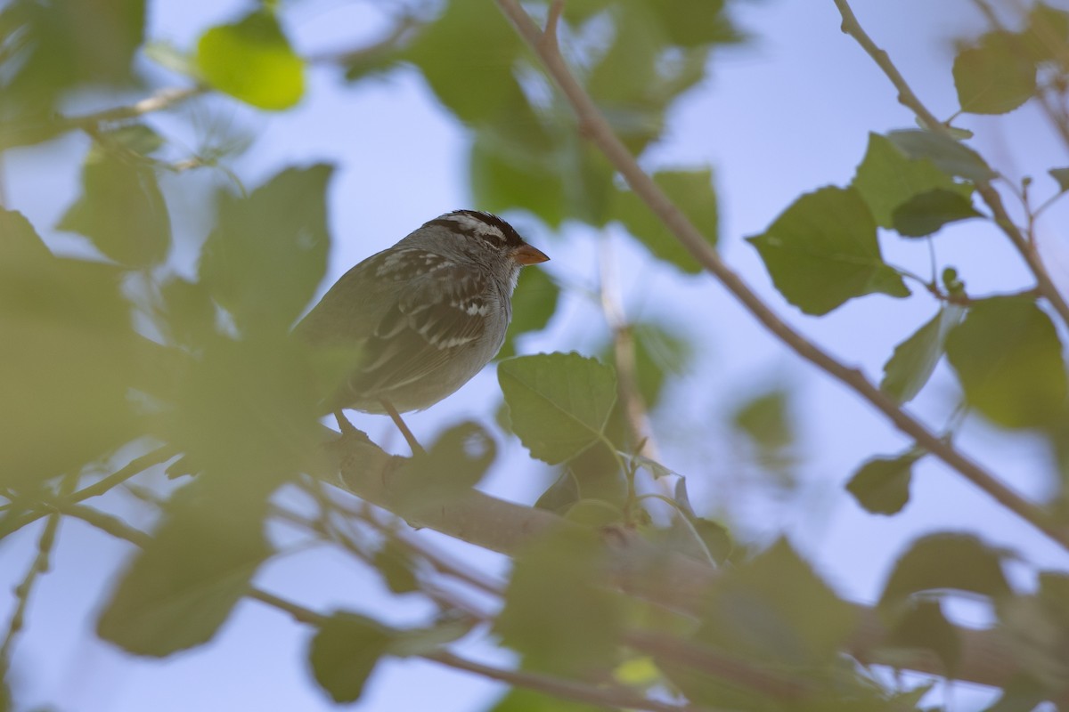 White-crowned Sparrow (Dark-lored) - ML617633929