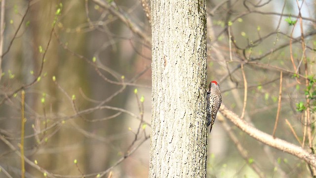 Northern Flicker (Yellow-shafted) - ML617633946