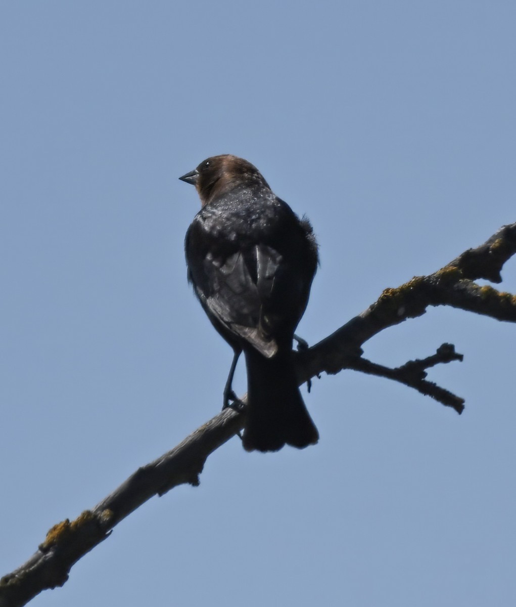 Brown-headed Cowbird - ML617633976
