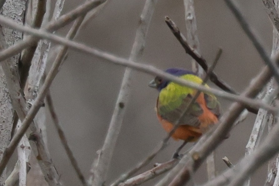 Painted Bunting - ML617633978