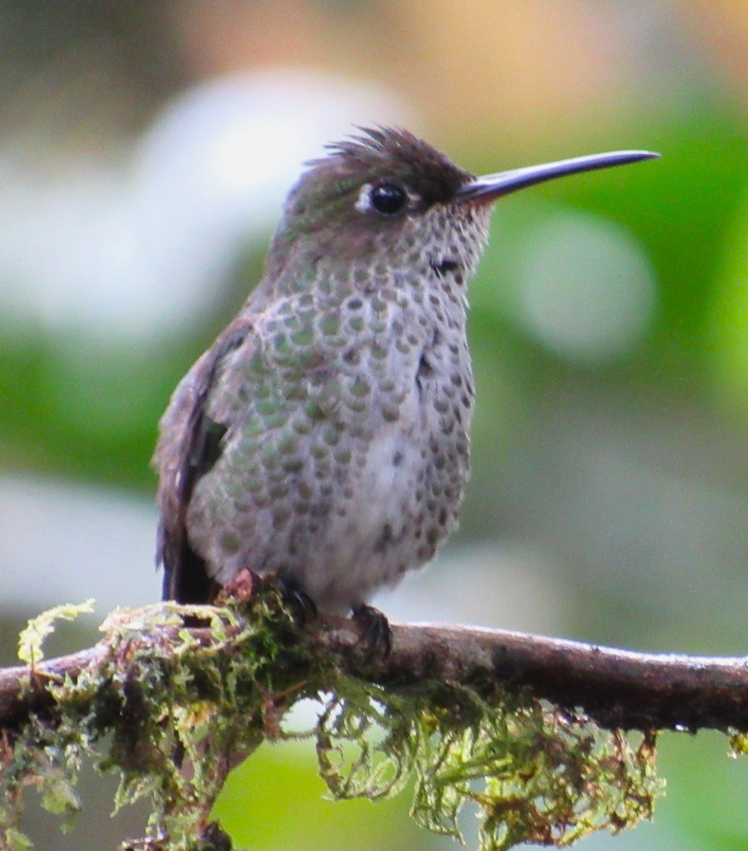 Many-spotted Hummingbird - ML617634007