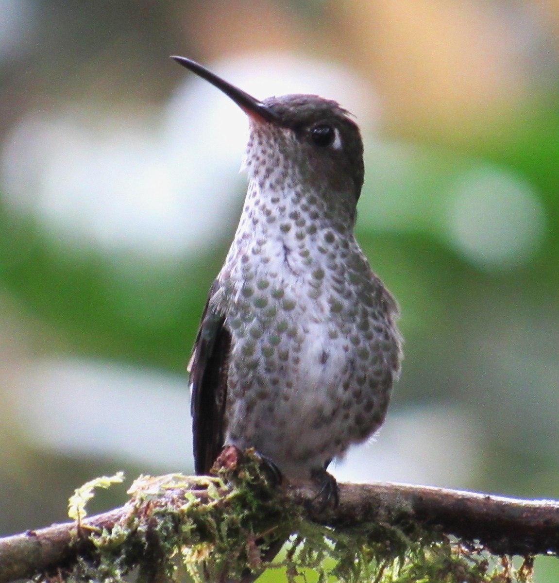 Many-spotted Hummingbird - ML617634008